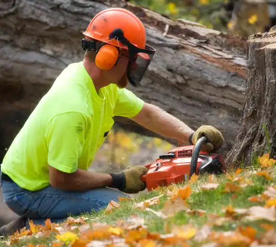 tree services Sylvan Lake